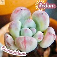 [ซีดั้มคอมมิกซ์ตั้ม] Sedum Commixtum แคคตัส ต้นไม้ ไม้หนาม ไม้ทนแล้ง กุหลาบหิน ไม้อวบน้ำ พืชอวบน้ำ succulent cactus กระบองเพชร ของขวัญ