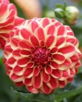 1 หัว /ชุุด เหง้า ต้นรักเร่ Dahlia Bulb สายพันธุ์ Jescot Lingold สีแดง หัวรักเร่ ดอกไม้ ดอกรักเร่ รักแรกพบ เฟิร์สเลิฟ ดอกไม้นำเข้า พร้อมให้ดอก