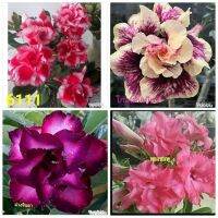 12 เมล็ด เมล็ดพันธุ์ ชวนชม สายพันธุ์ฮอลแลนด์ คละสี Adenium Seeds กุหลาบทะเลทราย Desert Rose ราชินีบอนไซ อัตรางอก 80-90% มีคู่มือปลูก