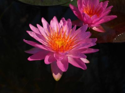 เมล็ดบัวอ่าง (Water Lily) สีชมพู 5 เมล็ด.