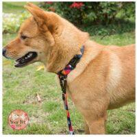 สายจูงสุนัข สายจูงหมา ปลอกคอ, ปลอกคอพับเก็บได้ม ปลอกคอสุนับแฟชั่น  by Your Pet Shop Dog Leash