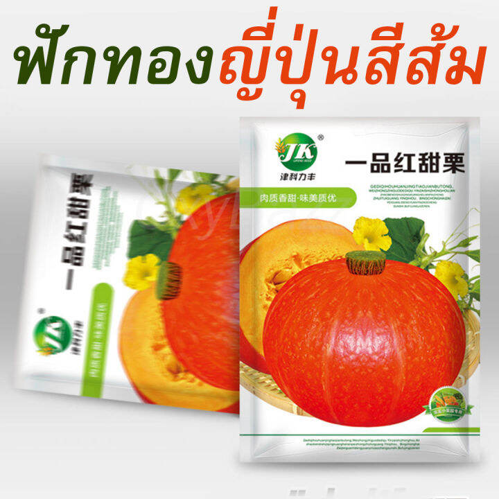 เมล็ดฟักทองญี่ปุ่นสีส้ม-20เมล็ด-เมล็ดพันธุ์ฟักทองญี่ปุ่นสีส้ม-orange-japanese-pumpkin-seeds