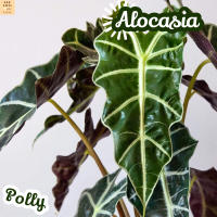 [แก้วสารพัดนึก] Alocasia Polly ส่งพร้อมกระถาง ไม้ใบ ไม้ดอก ไม้ประดับ ไม้ด่าง ไม้สวยๆ ใบใหญ่ ไม้ฟอกอากาศ ไม้เลี้ยงในร่ม ไม้ร่ม ใบด่าง indoorplant indoorplants plants  แต่งบ้าน แต่งห้อง แต่งโต๊ะ  ไม้ประดับ gatden farm พืชพรรณ พันธุ์ไม้ พันธุ์ไม้สวยงาม