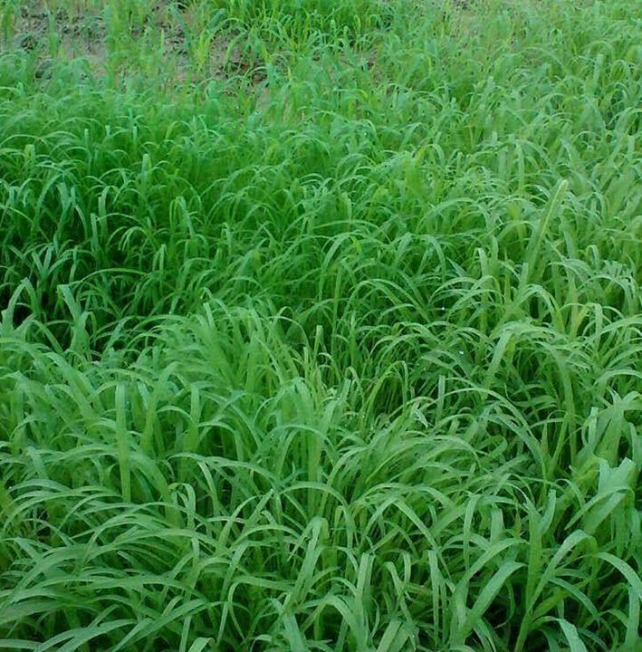 ขายส่ง-1-กิโลกรัม-เมล็ดหญ้ากัมบ้า-andropogon-gayanus-พืชตระกูลหญ้า-เมล็ดพันธ์หญ้า-หญ้าอาหารสัตว์-หญ้าพันธุ์-หญ้ารูซี่-หญ้ากินนี-หญ้าอะตราตั้ม