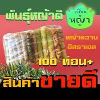 ( Pro+++ )++ 100 ท่อน+ หญ้าหวานอิสราเอล ท่อนพันธุ์ ปลูกเลี้ยงสัตว์ หญ้าวัว พันธุ์หญ้าวัว หวานอิสราเอล ราคาดี ต้นไม้ ฟอก อากาศ กระถาง ต้นไม้ ไม้ ประดับ ต้นไม้ ปลูก ใน บ้าน