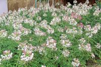 เมล็ดดอก เสี้ยนฝรั่ง (Cleome)  ช่อดอกมีขนาดใหญ่ เหมาะสำหรับปลูกประดับแปลง  คละสี  45 เมล็ด  ซองละ 29 บาท  เสี้ยนฝรั่งต้นสูง