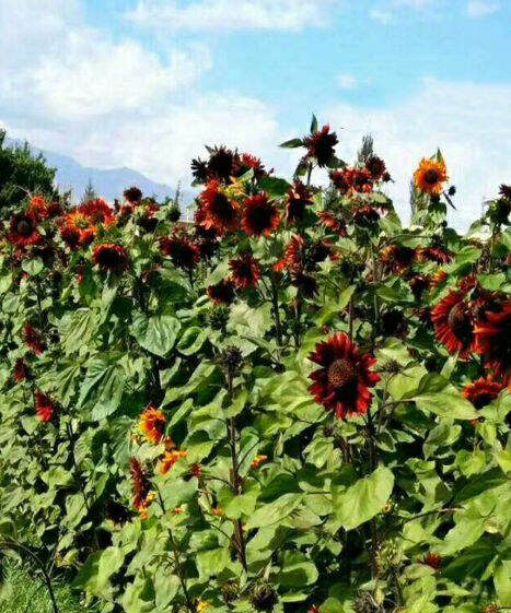 ทานตะวันสีแดง-red-sunflower-ทานตะวันแดง-20-เมล็ด-homes