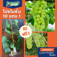 แพ็ค 10 แถม 1 กิ่งพันธุ์องุ่น “รูทเพอเรท” (Loose Perlette) ไร้เมล็ด