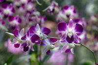 30 เมล็ดพันธุ์ เมล็ดกล้วยไม้ กล้วยไม้สกุลหวาย (Dendrobium) Orchid flower seeds อัตราการงอก 80-85%