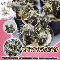 หนามกระดาษ Tephrocactus articulatus var. papyracanthus กระบองเพชร ไม้อวบน้ำ succulent แคคตัส cactus