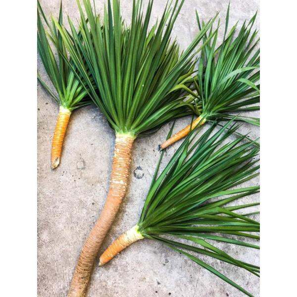 yucca plant [ cuttings Only ] with Free Plants surprise | Lazada PH