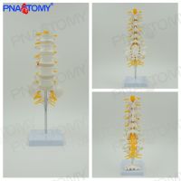 Human body section 5 lumbar belt coccyx sacral sciatic nerve model skeleton spine bonesetting pain bone