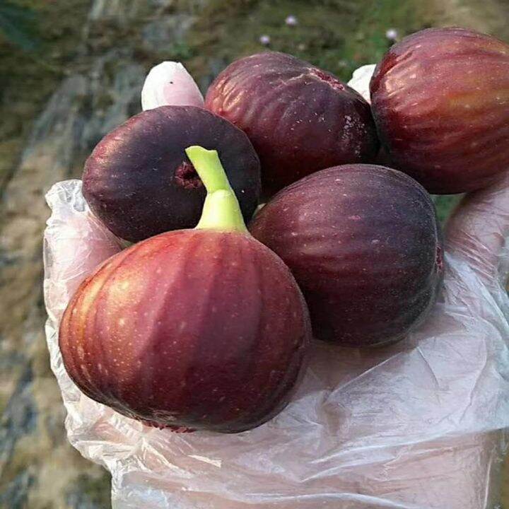Fig Seeds Fresh Fruit One of The Gardeners' Favorite Fruits Harvested