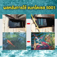 แบคโตเซล 5001 1000cc 1 ลัง 12 ขวด  BACTOCEL 5001 1000cc จุลินทรีย์น้ำใส น้ำยาดับกลิ่น รักษาสภาพน้ำ ในบ่อปลา แบคโตเซล ลดแอมโมเนีย ไนไตรท์ ไนเ