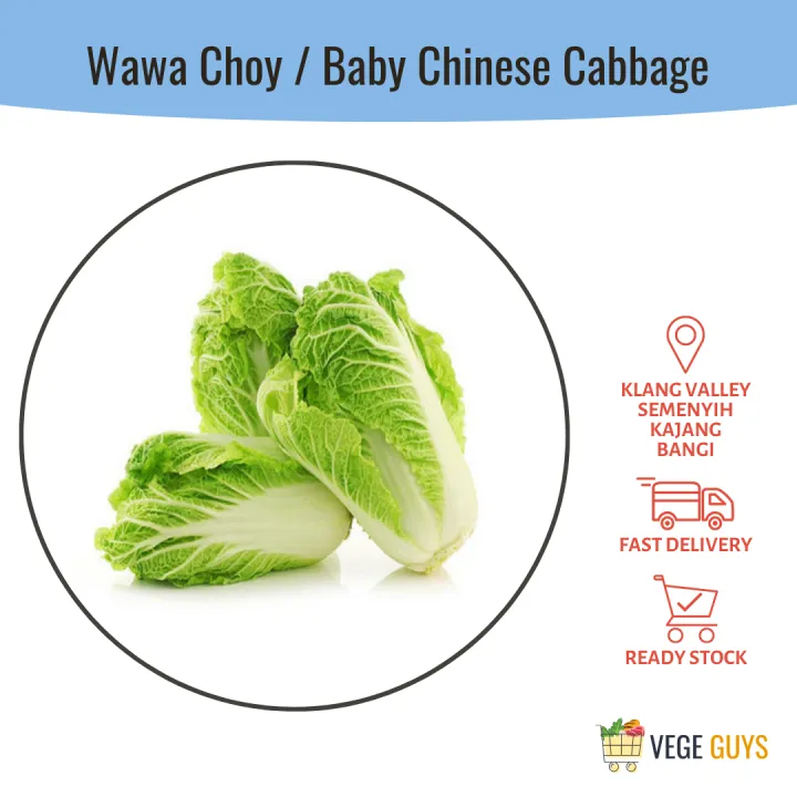 Wawa Choy / Baby Chinese Cabbage 娃娃菜 (+/-300g) | Lazada