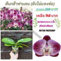 ฟาแลนนอปซิส สีเเดงลายเส้นขาว (ไม่เเทงช่อ) ไซส์กลาง กระถาง 2.5 นิ้ว Phalaenopsis