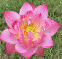 5 เมล็ด บัวนอก บัวนำเข้า บัวสายพันธุ์ double Flecked Peach LOTUS สีชมพู สวยงาม ปลูกในสภาพอากาศประเทศไทยได้ ขยายพันธุ์ง่าย เมล็ดสด