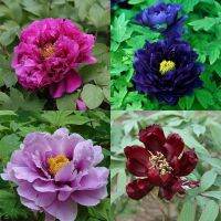 20 เมล็ด เมล็ดโบตั๋น ดอกโบตั๋น ดอกพีโอนี (Peony) คละสี ดอกไม้นี้​เป็นสัญลักษณ์ของความมั่งคั่งร่ำรวย ความซื่อสัตย์ อัตราเปอร์เซ็นต์การงอก 70-80%