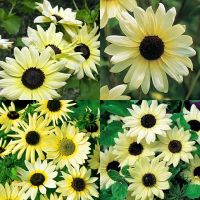 10 เมล็ด ทานตะวันวานิลาไอซ์ - Vanilla Ice Sunflower