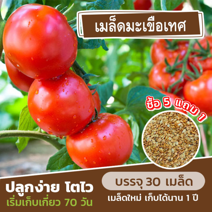 เมล็ดพันธุ์ มะเขือเทศ🍅 แบ่งขาย 30 เมล็ด (ซื้อ 5 แถม 1)