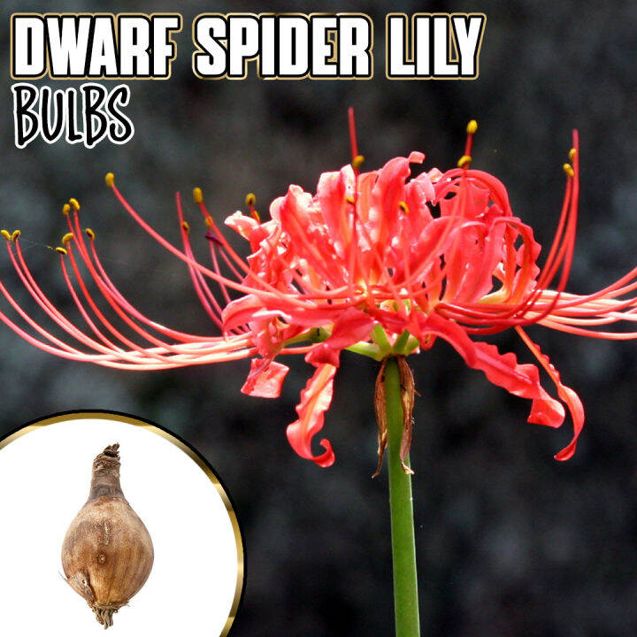 DWARF SPIDER LILY- SPIDER LILY ROOTED INDOOR OUTDOOR PLANT REAL OR LIVE ...