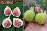 Figs ต้นมะเดื่อฝรั่ง พันธุ์ Weihai (เหวยไห่) อร่อย หวาน หอมมากๆ ต้นสมบูรณ์มาก รากแน่นๆ จัดส่งพร้อมกระถาง 6 นิ้ว ลำต้นสูง 45-50 ซม ต้นไม้แข็งแรงทุกต้น เรารับประกันจัดส่งห่ออย่างดี จัดส่งสินค้าตามรูป