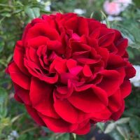 20 เมล็ด กุหลาบ นำเข้า Renaissance Rose Seeds สายพันธุ์ Isabel ดอกไม้สีแดง