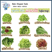 เมล็ดพันธุ์ ผักสลัด (Lettuce Seed) บรรจุ 300-1000เมล็ด ชุดที่ 1 มีคู่มือการปลูกค่ะ สลัด