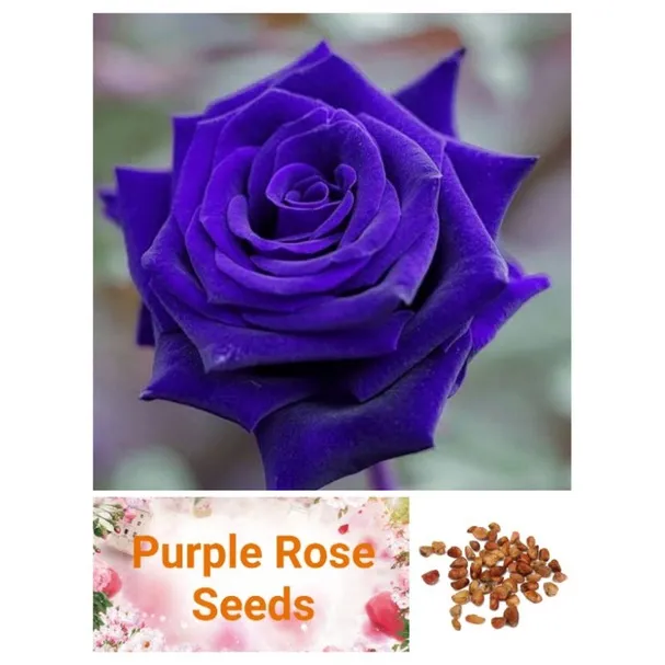 50 Seeds (buy 2 get 1 free) Purple Rose for Sale Easy To Planting In