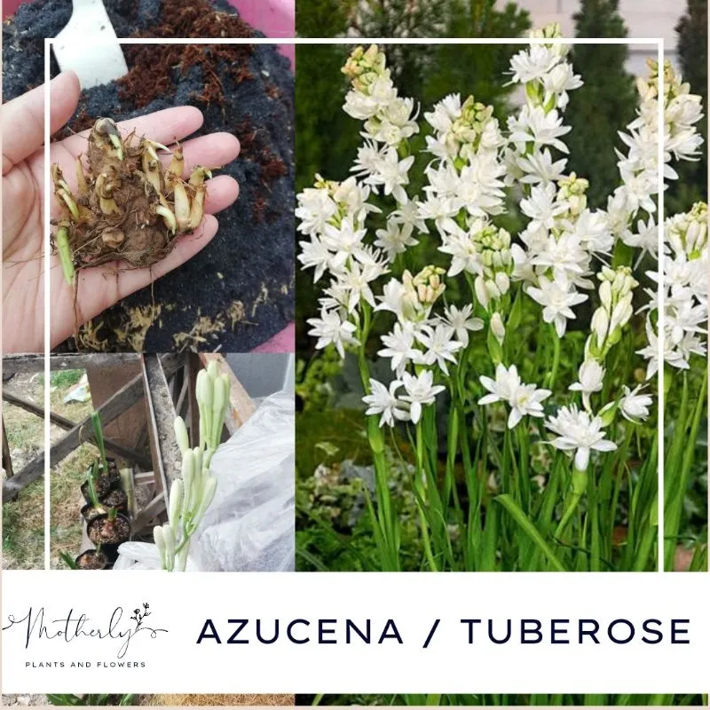 Azucena Tuberose Flower Plant Bulb | Lazada PH
