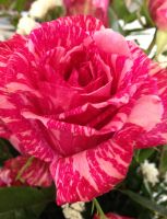 30 เมล็ด เมล็ดพันธุ์ Garden Seeds กุหลาบ สตาร์แอนด์สไตร้พส์ Stripes Rose Seeds สี แดง-ชมพู ดอกใหญ่ นำเข้าจากต่างประเทศ พร้อมคู่มือ เมล็ดสด ใหม่