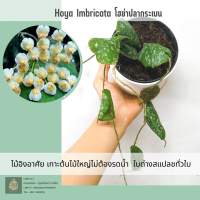 Hoya Imbricata โฮย่าปลากระเบน ไม้อิงอาศัย ต้นไม้ดูแลง่าย ไม่ต้องรดน้ำ