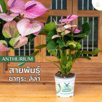 Treeno.9 T43 ดอกหน้าวัว สี ซากุระ ลิล่า (Anthurium)/ กระถาง 8 นิ้ว / สูง 30-50 cm / ไม้ดอกประดับ ไม้มงคล ไม้ฟอกอากาศ (ต้นไม้)