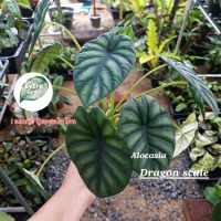 ต้นอโลคาเซีย ดราก้อน สเกล (Alocasia Dragon Scale) ไม้ฟอกอากาศ ไม้เนื้อเยื่อ