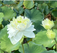 5 เมล็ด บัวนอก บัวนำเข้า บัวสายพันธุ์ WHITE PEONY LOTUS (BAI MUDAN) สีขาว สวยงาม ปลูกในสภาพอากาศประเทศไทยได้ ขยายพันธุ์ง่าย เมล็ดสด