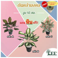 ต้นคล้ามงคล เสมือนจริง สูง 45 ซม. ต้นไม้ปลอม ต้นไม้ประดิษฐ์  Leeartplants