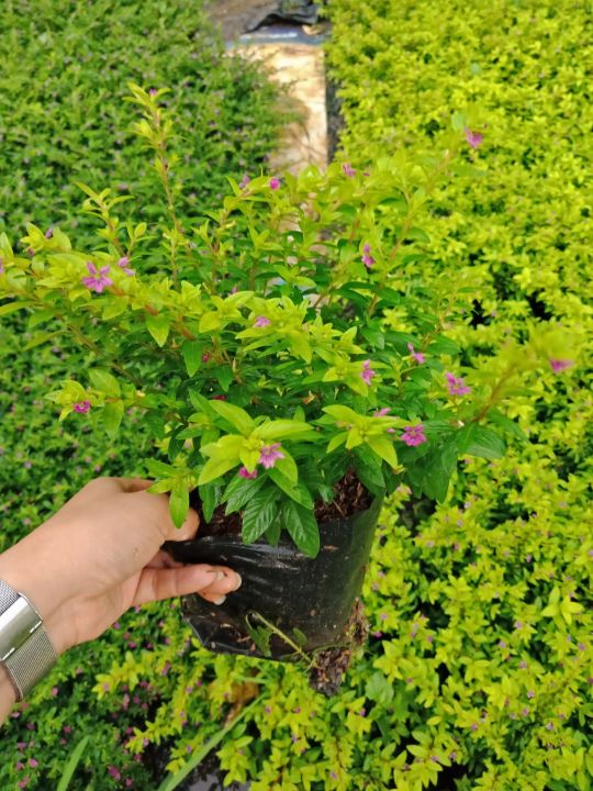 หลิวไต้หวัน (หลิวเขียว) ดอกสีชมพู ทนแดด ปลูกทำแนวรั้ว ไม้คลุมดิน แต่งสวน แบบถุง