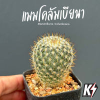 Mammillaria Columbiana แมมโคลัมเบียนา #แคคตัส กระบองเพชร cactus&amp;succulent