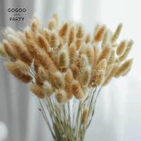 30pcs Bunny Tails Dried Flowers Dried Fluffy Pampas Grass for Floral Arrangement Rustic Wedding Decoration Flowers Home Decor
