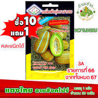 (ซื้อ10แถม1) เมล็ดพันธุ์ แตงไทย ลายสิงคโปร์ Thai melon ประมาณ 50เมล็ด 3A สามเอ ผักสวนครัว เมล็ดพันธุ์พืช เมล็ดผัก เม็ดผัก พืชผัก