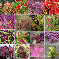 เมล็ดฤาษีผสม คุณภาพดี ราคาถูก บอนสี 100 เมล็ด เมล็ดพันธุ์ Mix Color Coleus Seeds บอนสีหายาก ต้นไม้มงคล ต้นไม้ฟอกอากาศ