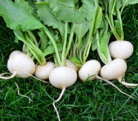 100 เมล็ด เมล็ดหัวไซเท้า ของแท้ 100% อัตรางอก 70-80% Japanese White Mini Radish seeds มีคู่มือปลูก