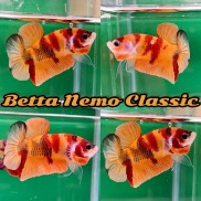 Trống cá Betta Nemo Classic