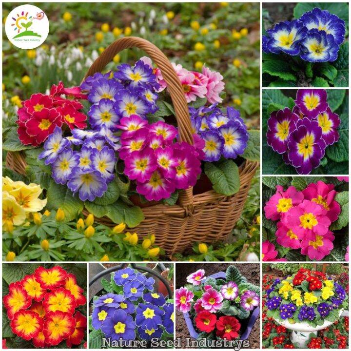 [Local Ready Stock] Primula Seeds for Planting (100 seeds/pack, Mixed