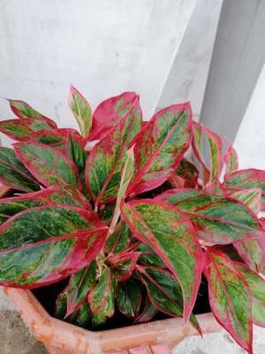 แก้วกาญจนา หรือ อโกลนีมา (Aglaonema) ราชา แห่งไม้ประดับ ไม้มงคลและฟอกอากาศ ส่งต้นพร้อมกระถาง