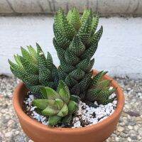 HOTอันดับ1 (jiult)Haworthiopsis coarctata var.Chalwiniiฮาโวเทียม้าไก่ต้อก กุหลาบหินนำเข้า ไม้อวบน้ำ Succulents ไลทอป Lithops แคคตัส ส่งทั่วไทย ต้นไม้ ฟอก อากาศ กระถาง ต้นไม้ ไม้ ประดับ ต้นไม้ ปลูก ใน บ้าน