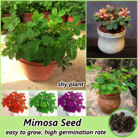 ไทยแลนด์สปอต 150เมล็ด/ห่อ บอนสี เมล็ดพันธุ์ ผักกระเฉด Mimosa Flower Seeds for Planting Plants พืชที่น่าสนใจ เมล็ดบอนสี บอนไซ เมล็ดดอกไม้ ไม้ประดับ บอนสีหายาก ดอกไม้ปลูก พันธุ์ดอกไม้ ต้นบอนไซ เมล็ดดอกไม้สวย ต้นไม้มงคล แต่งบ้านและสวน บอนสีราคาถูก ดอกไม้จริง