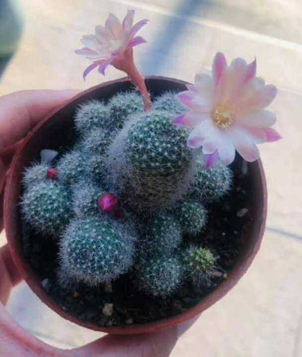 รีบูเทีย-rebutia-แคคตัส-สายดอก-ฟอร์มกอ-ส่งต้นพร้อมกระถาง