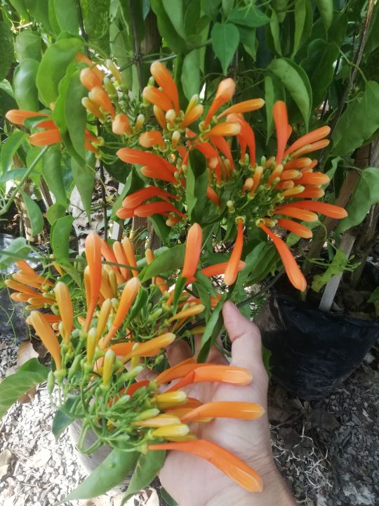 ต้นพวงแสดเลื้อย-ราคา-200-บาท-ดอกสีส้ม-เหมาะทำซุ้ม-ออกดอกตลอดปี
