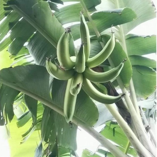 ต้นกล้วยงาช้าง-พร้อมส่งทุกต้นสวยๆครับ